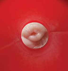 Sheep Artificial Insemination